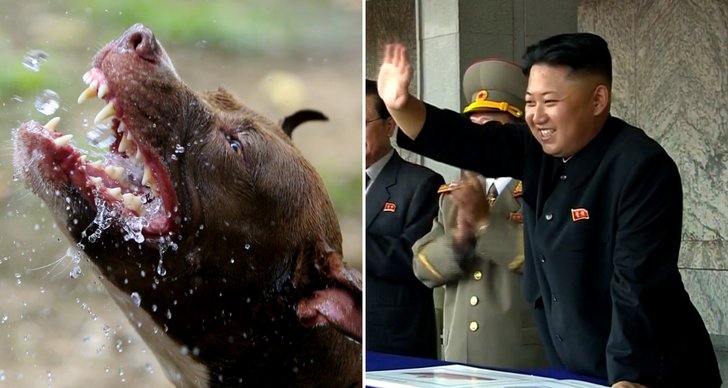 Hund, Kim Jong-Un, naken, Nordkorea, Avrattning